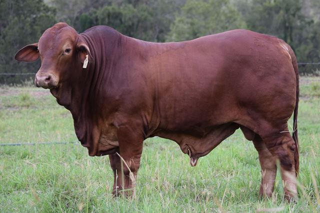 Bryvonlea Qantas